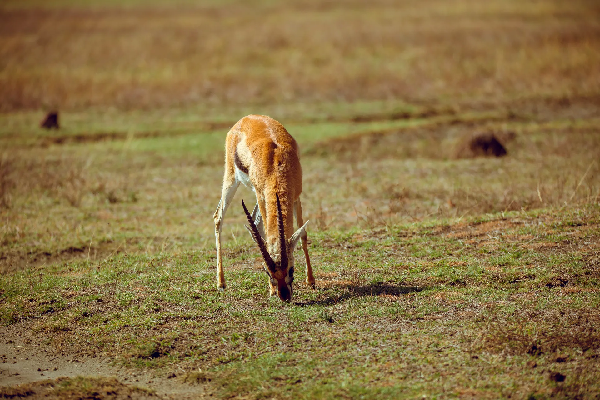 Wildlife in an East African safari landscape